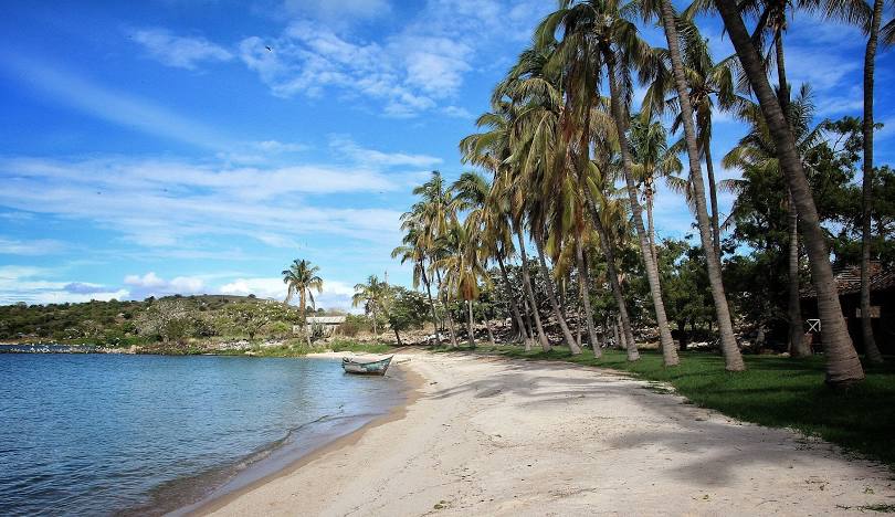 Majestic forest landscape